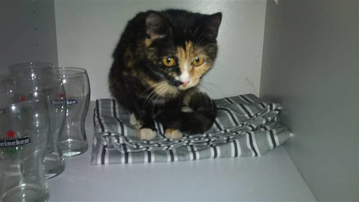 Huskat Cuba billede 2