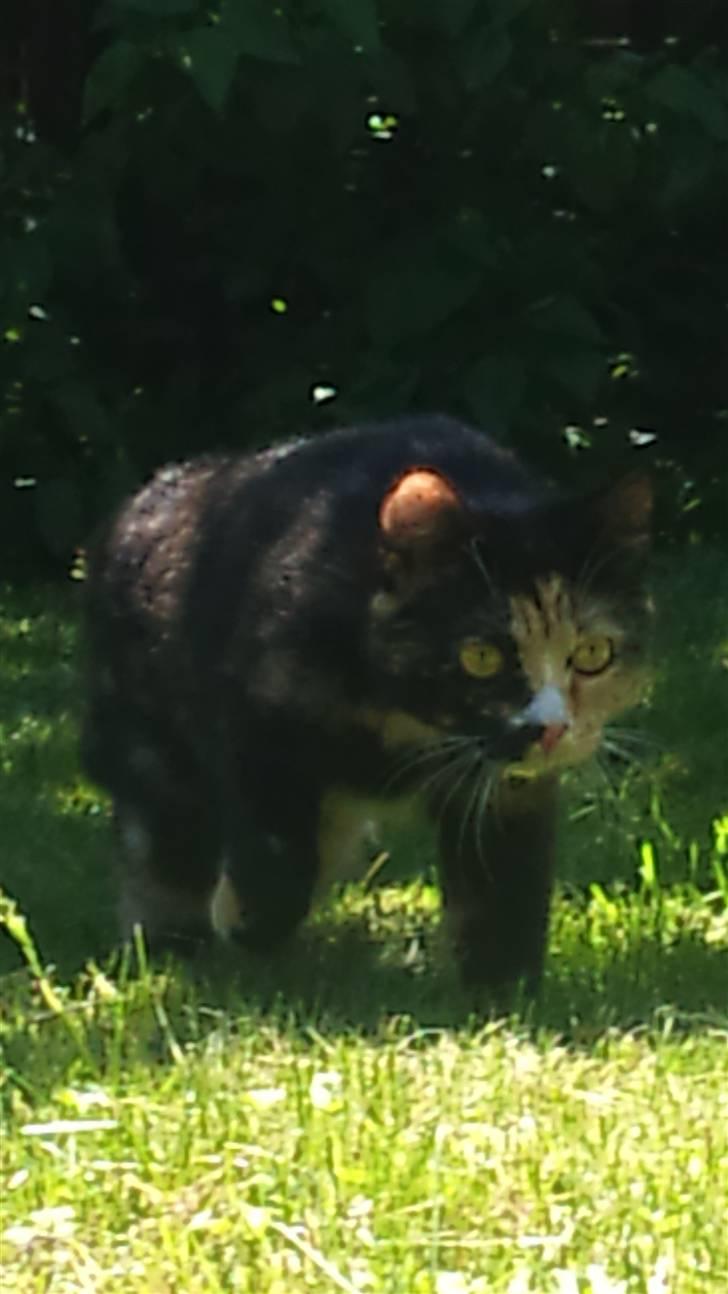 Huskat Cuba billede 3