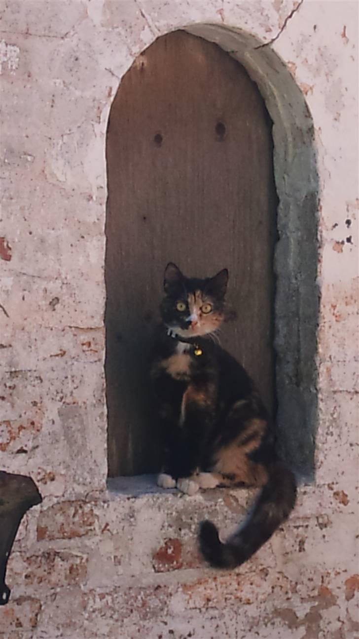 Huskat Cuba billede 4