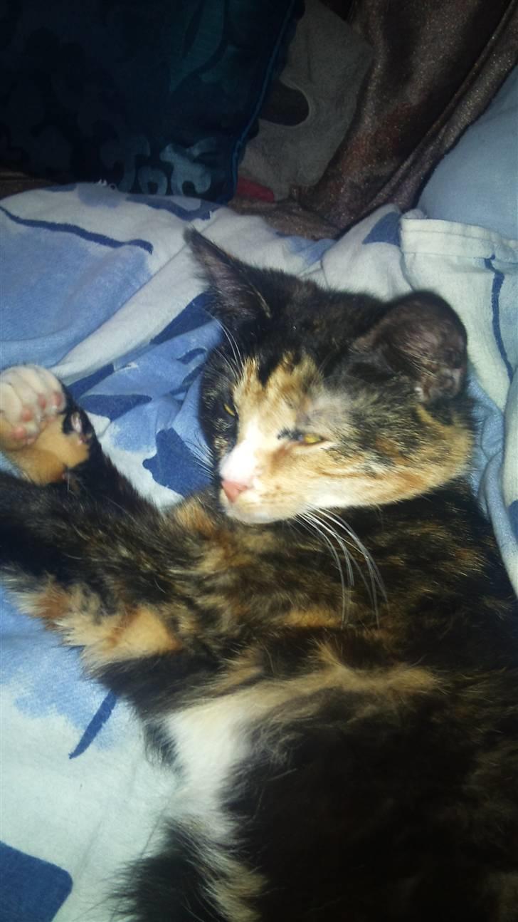 Huskat Cuba billede 5