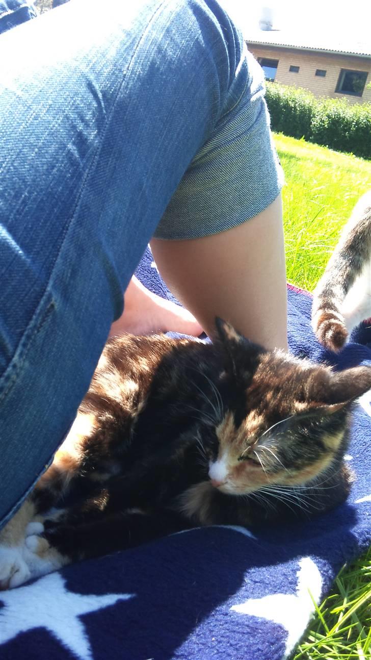 Huskat Cuba billede 6