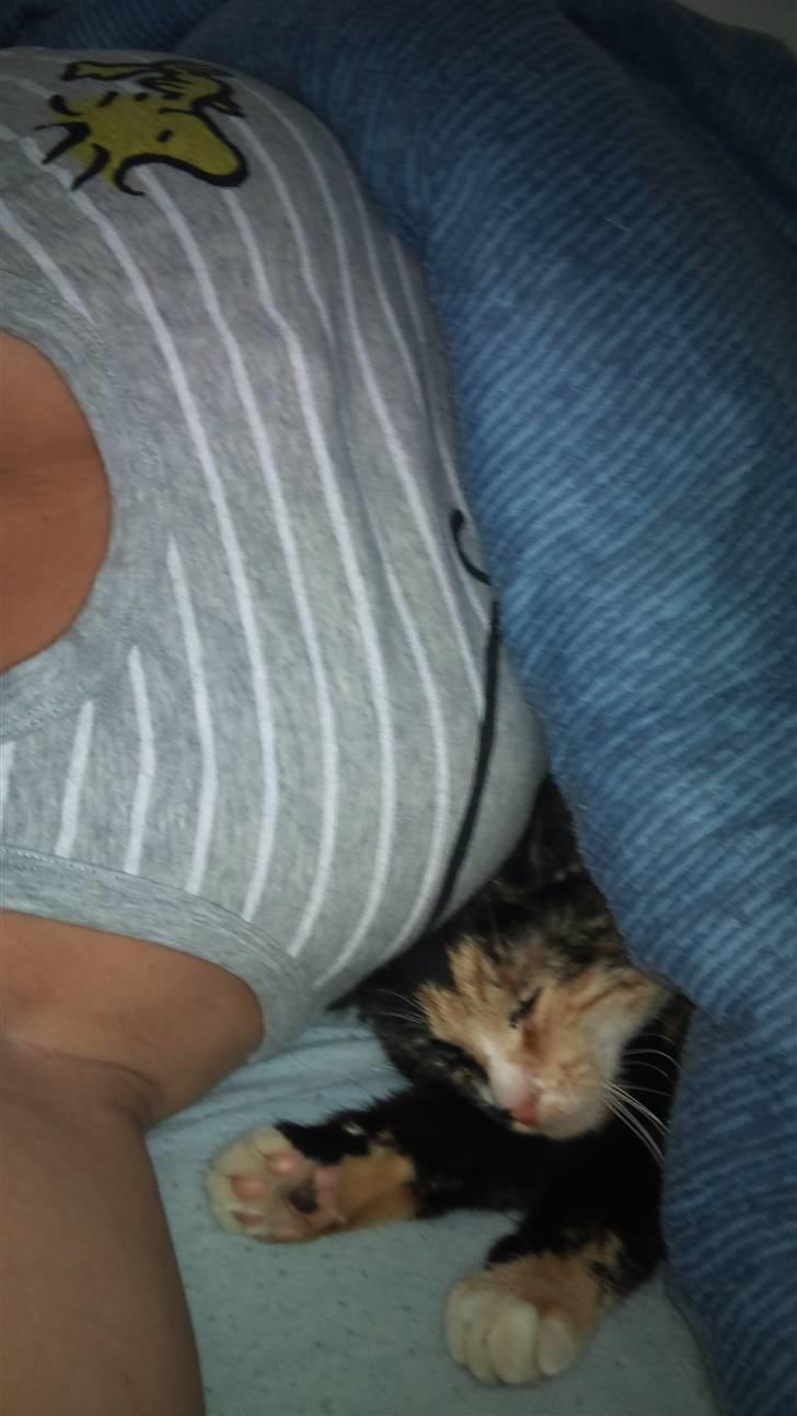 Huskat Cuba billede 7