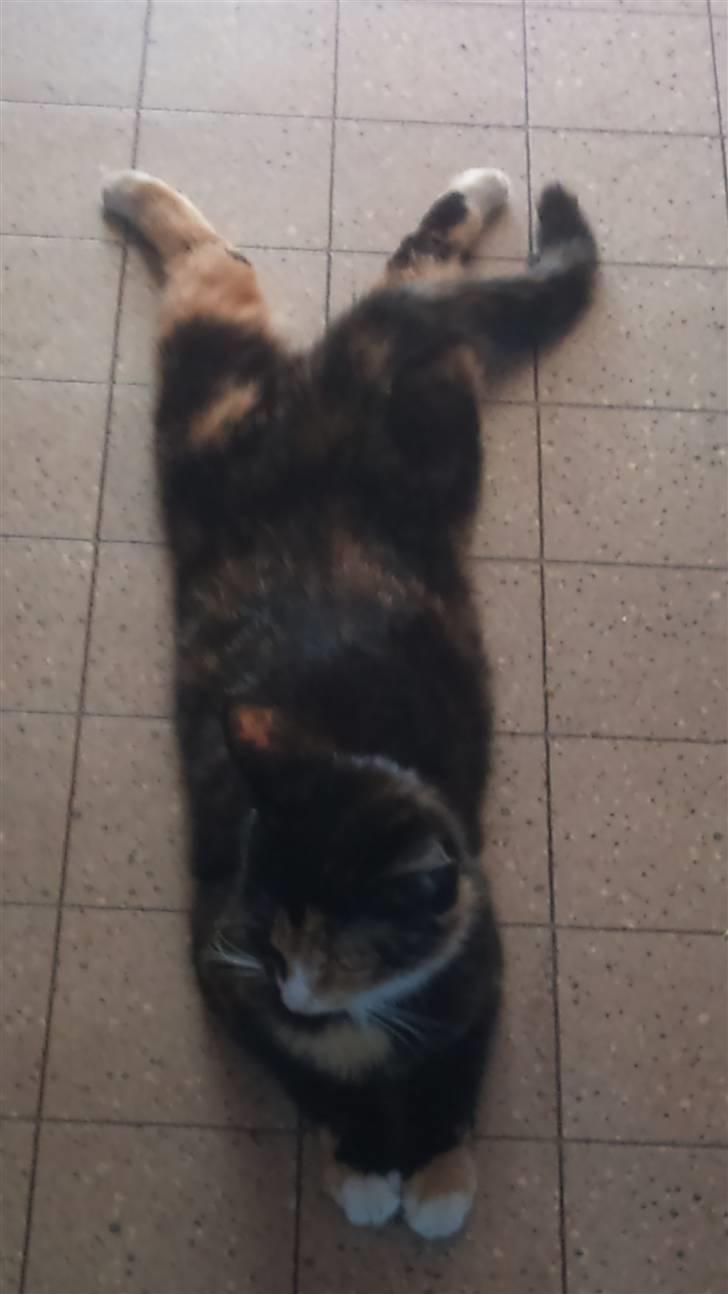 Huskat Cuba billede 8