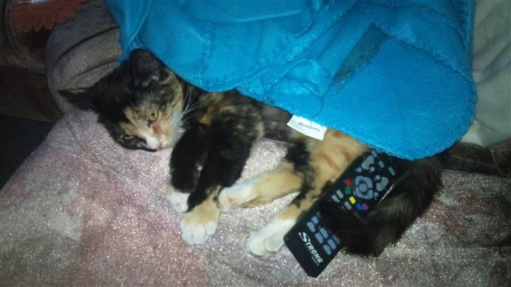 Huskat Cuba billede 9