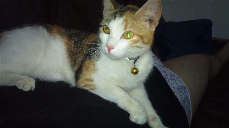 Huskat Whisky billede 1