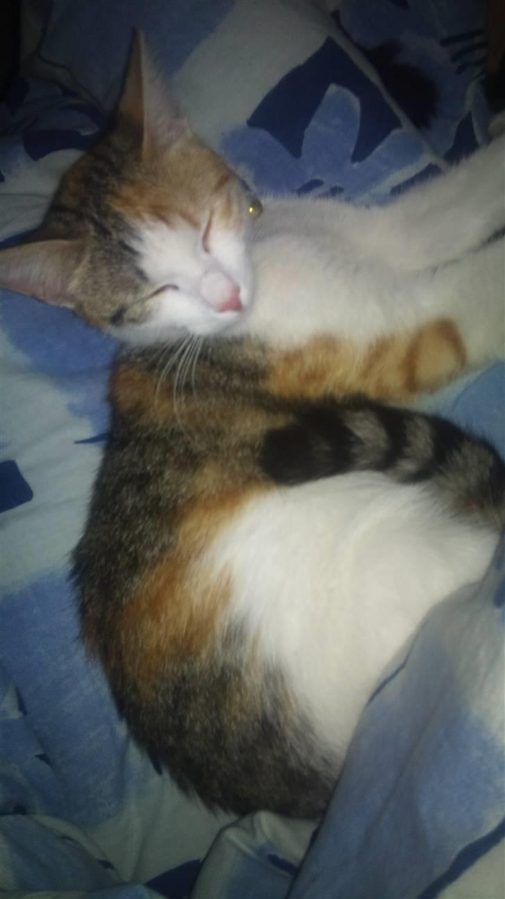 Huskat Whisky billede 2