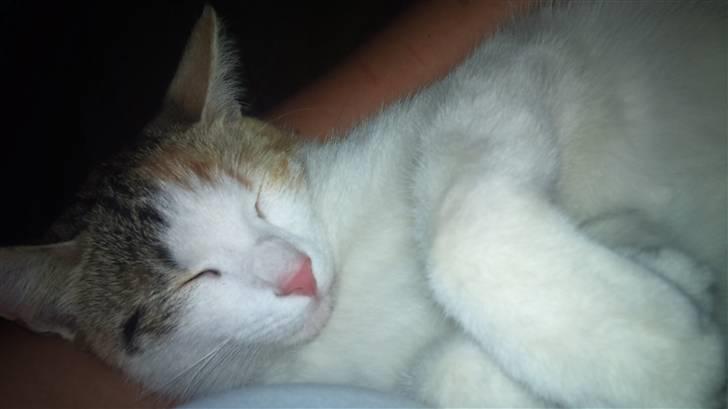 Huskat Whisky billede 4