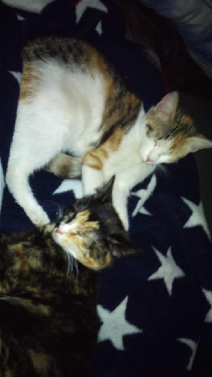 Huskat Whisky billede 5