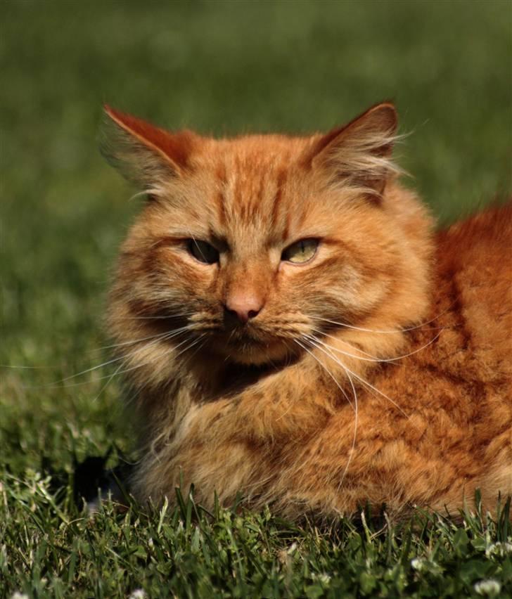 Norsk Skovkat Garfield - 1) Velkommen til Garfields profil! smid lige en bedømmelse og kommentar, før du går. - Tak! ;D | © MichelleGreveNielsen 2010 - Intet må kopieres uden min tilladelse! |  billede 1