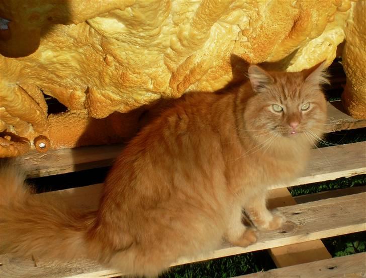 Norsk Skovkat Garfield - 2) Garfield nyder solen(: | © MichelleGreveNielsen 2010 - Intet må kopieres uden min tilladelse! |  billede 2