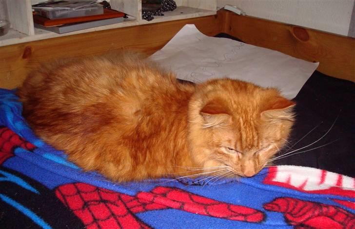 Norsk Skovkat Garfield - 3) Er lige blevet vækket..(:  | © MichelleGreveNielsen 2010 - Intet må kopieres uden min tilladelse! |  billede 3