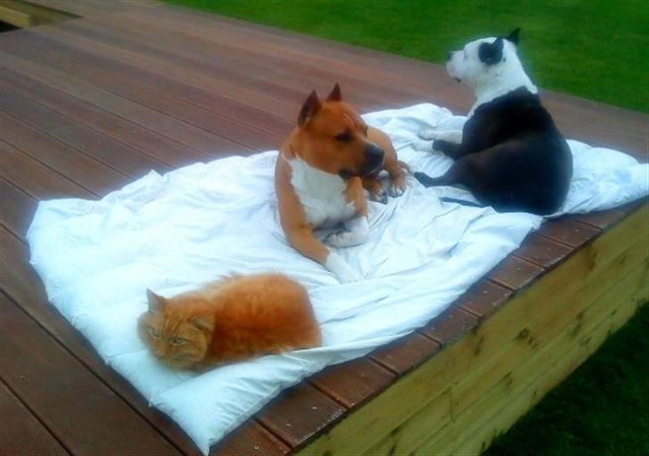 Norsk Skovkat Garfield - 4) Garfield hygger med dræberhundene(: | © MichelleGreveNielsen 2010 - Intet må kopieres uden min tilladelse! |  billede 4