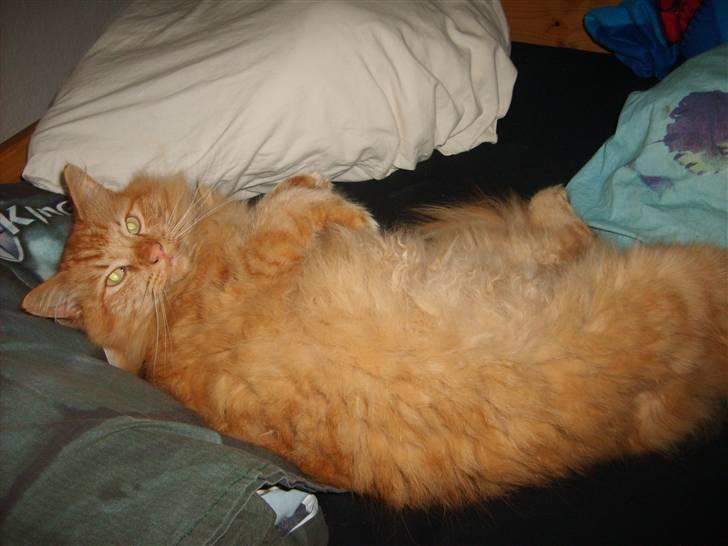 Norsk Skovkat Garfield - 5) Det´ så hyggeligt! | © MichelleGreveNielsen 2010 - Intet må kopieres uden min tilladelse! |  billede 5