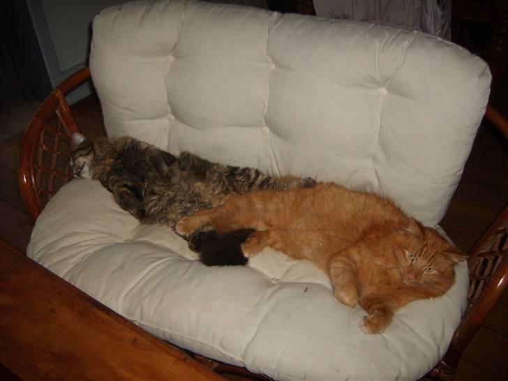 Norsk Skovkat Garfield - 6) Garfield & hans gamle kammerat Mio hygger i "Dyre-sofaen" | © MichelleGreveNielsen 2010 - Intet må kopieres uden min tilladelse! |  billede 6