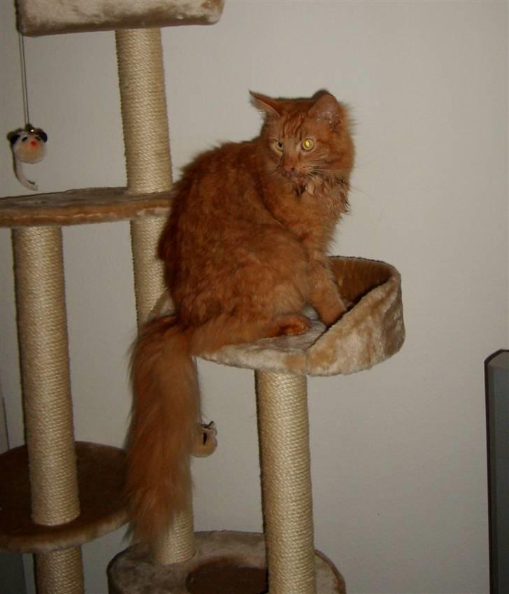 Norsk Skovkat Garfield - 7) .. | © MichelleGreveNielsen 2010 - Intet må kopieres uden min tilladelse! |  billede 7