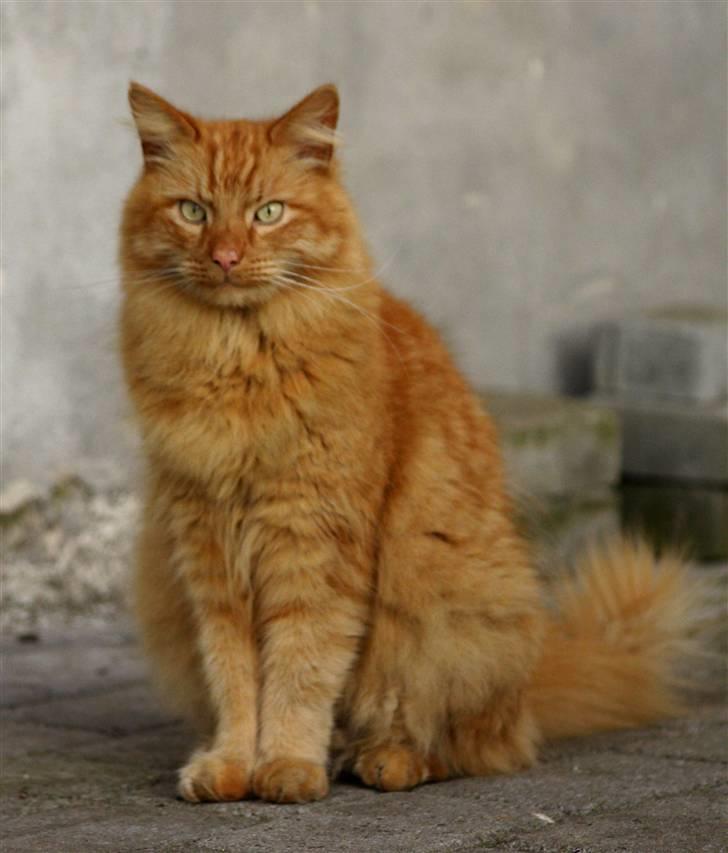 Norsk Skovkat Garfield - 8) En sen aften i Juni 2010.. | © MichelleGreveNielsen 2010 - Intet må kopieres uden min tilladelse! |  billede 8