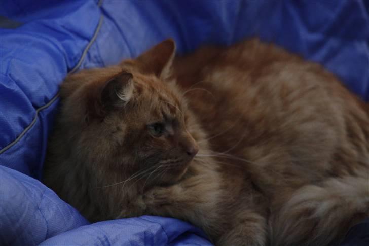 Norsk Skovkat Garfield - 9) Hygger med drengene på deres soveposer :D | © MichelleGreveNielsen 2010 - Intet må kopieres uden min tilladelse! |  billede 9