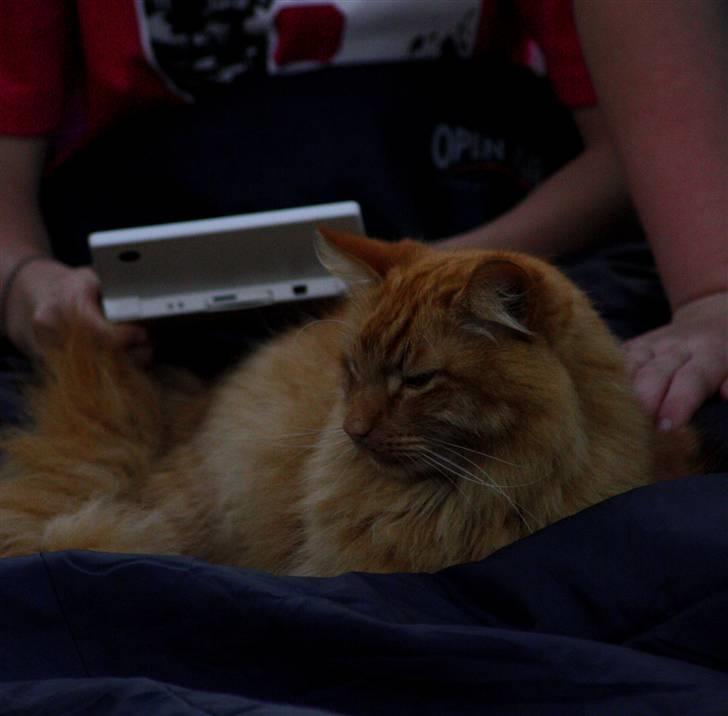 Norsk Skovkat Garfield - 10) Hygge! | © MichelleGreveNielsen 2010 - Intet må kopieres uden min tilladelse! |  billede 10