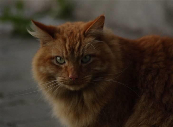 Norsk Skovkat Garfield - 11) ... | © MichelleGreveNielsen 2010 - Intet må kopieres uden min tilladelse! |  billede 11