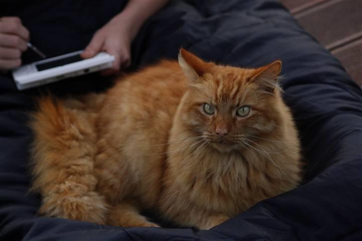 Norsk Skovkat Garfield - 12) .. | © MichelleGreveNielsen 2010 - Intet må kopieres uden min tilladelse! |  billede 12