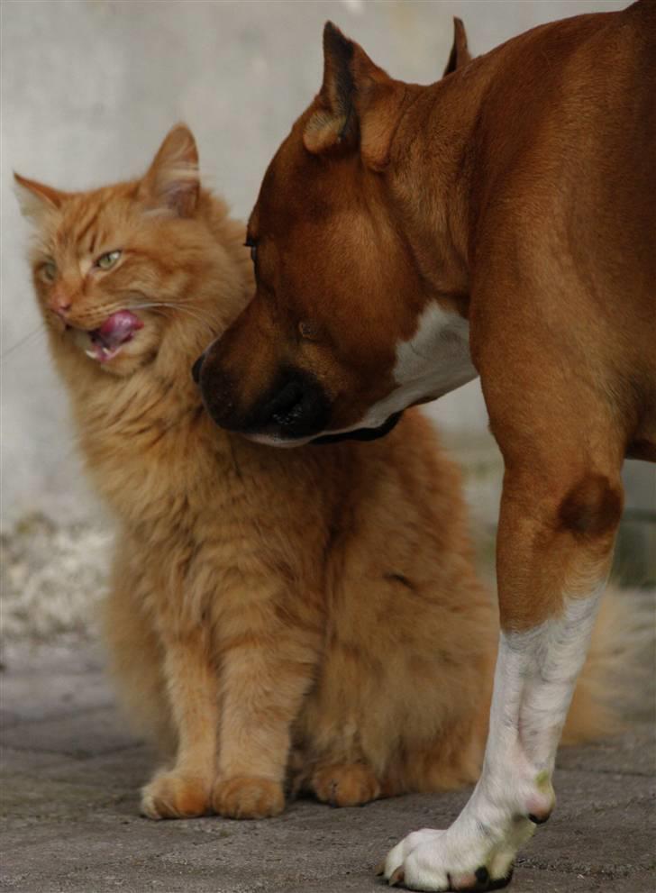 Norsk Skovkat Garfield - 13) Garfield bliver "overfaldet"(Slikket og nusset) af vores dræberhund. | © MichelleGreveNielsen 2010 - Intet må kopieres uden min tilladelse! |  billede 13
