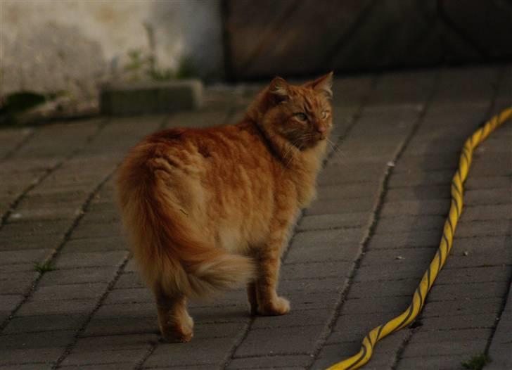 Norsk Skovkat Garfield - 14) | © MichelleGreveNielsen 2010 - Intet må kopieres uden min tilladelse! |  billede 14