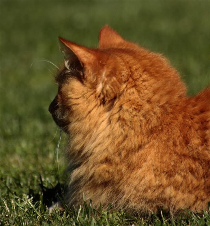 Norsk Skovkat Garfield - 15).. | © MichelleGreveNielsen 2010 - Intet må kopieres uden min tilladelse! |  billede 15