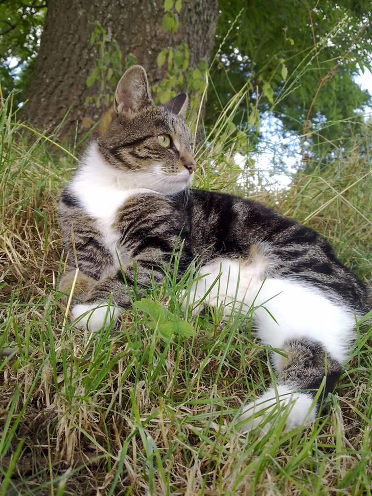 Blanding af racer Sjikke - "Her kan jeg se hele verden!" billede 1