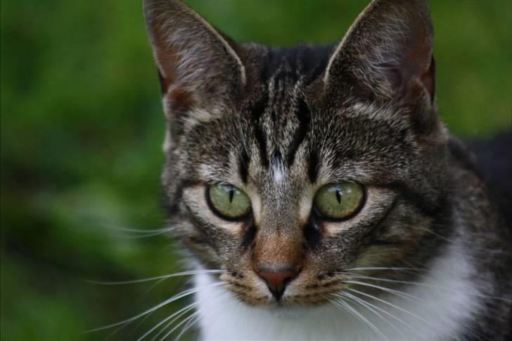 Blanding af racer Futte (Hjemmeboende) billede 15