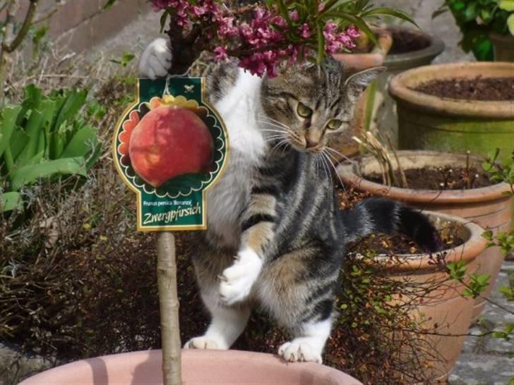 Blanding af racer Futte (Hjemmeboende) billede 16