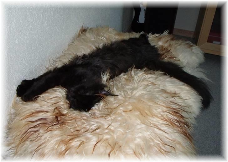 Blanding af racer Aslan P - Aslan.... hvis jeg nu bare fylder det hele - så får jeg den for mig selv.... billede 16