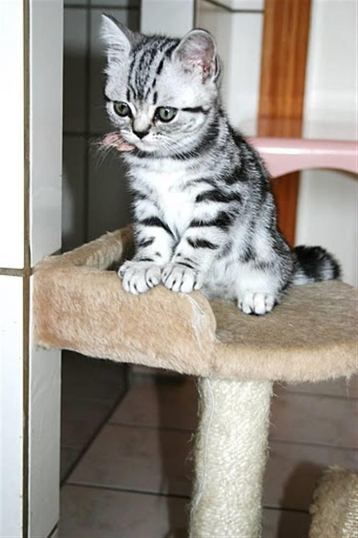 British Shorthair Iris af Clipper - 9 uger billede 6