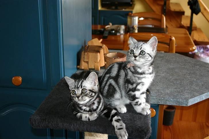 British Shorthair Iris af Clipper - Iris til højre billede 9