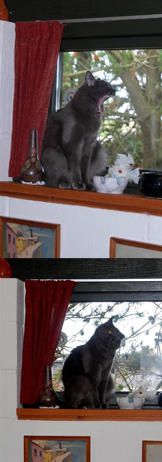 Blanding af racer Leopold - Gakkede grimasser :] Sommerhus 2010 billede 17