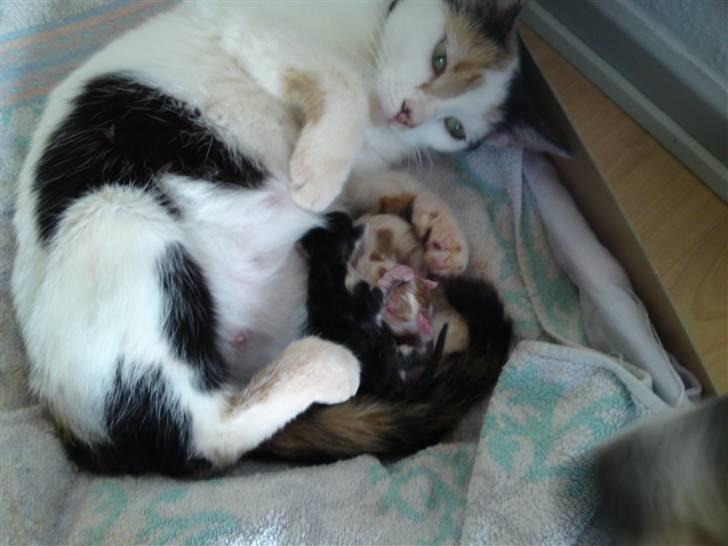 Huskat Mulle billede 13