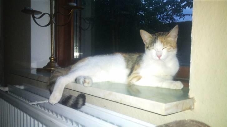 Huskat Whisky billede 6