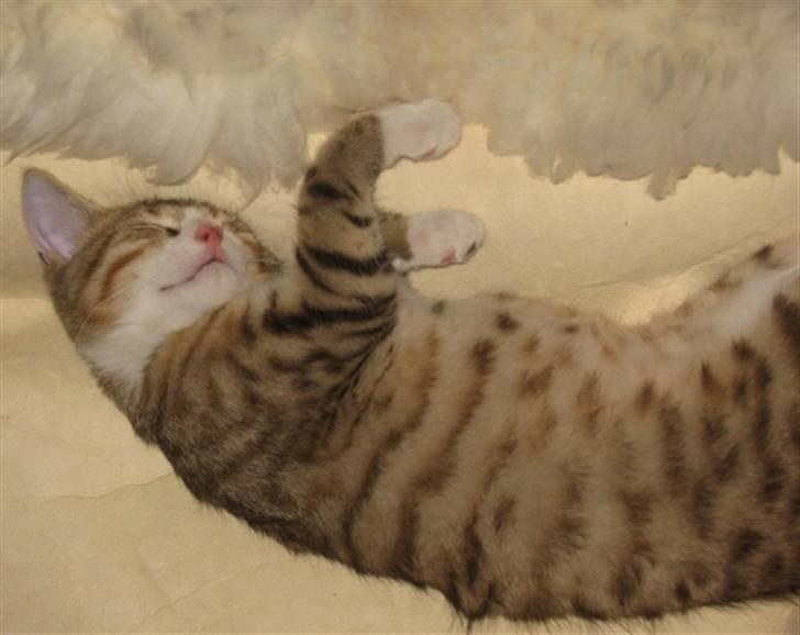 Huskat Ketil billede 19