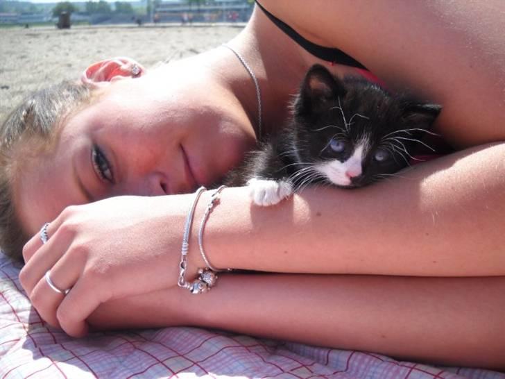 Blanding af racer Blobber  billede 9