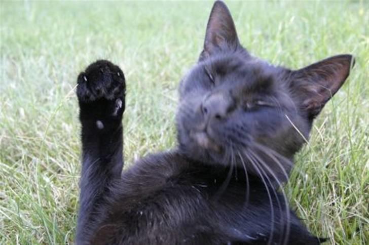 Huskat Tumle - High 5 billede 1