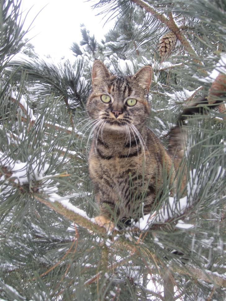 Huskat Janis - Janis i et træ (Vinter 2010) billede 2