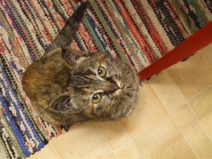 Huskat Janis - Første dag hjemme hos os billede 3