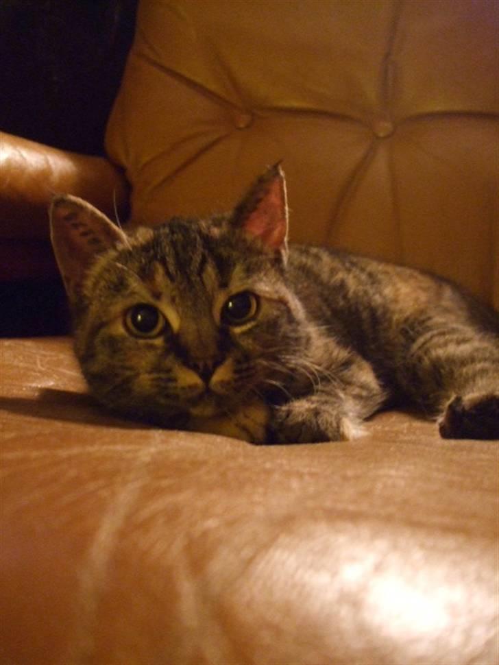 Huskat Janis - Janis i den store læderstol billede 4