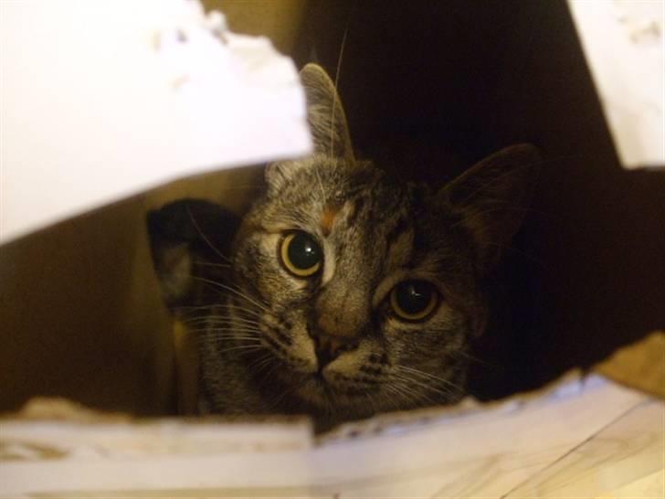 Huskat Janis - Hun elsker at kravle ned i kasser, poser og kurve billede 5