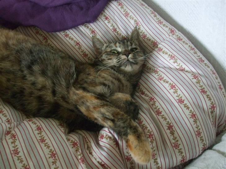 Huskat Janis - Lige vågnet fra en dejlig lur billede 6