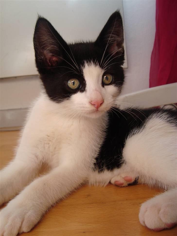 Huskat Wong - Dejlige Wong <3<3<3 billede 1