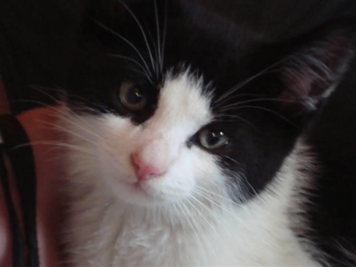 Huskat Wong - En time efter at vi havde fået ham med hjem:-) billede 2