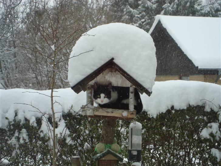 Huskat Wong billede 3