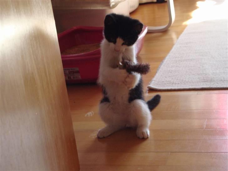 Huskat Wong billede 4