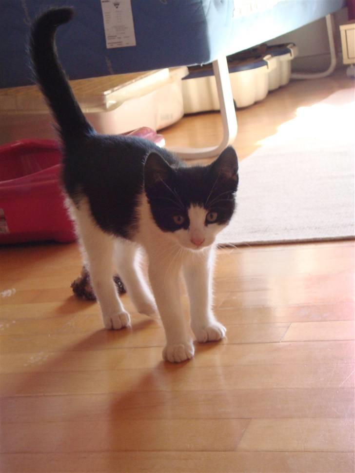 Huskat Wong billede 5