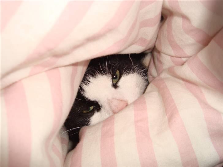 Huskat Wong billede 6